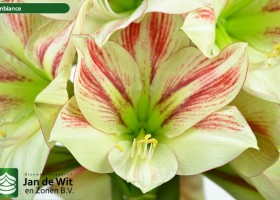 hippeastrum Ambiance ® (2)